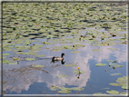 foto Lago di Fimon